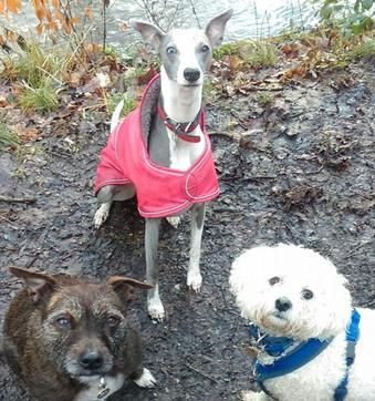 Group of dogs enjoying a walk together in Chorley