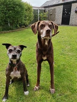 Two happy dogs relaxing in a garden in Chorley